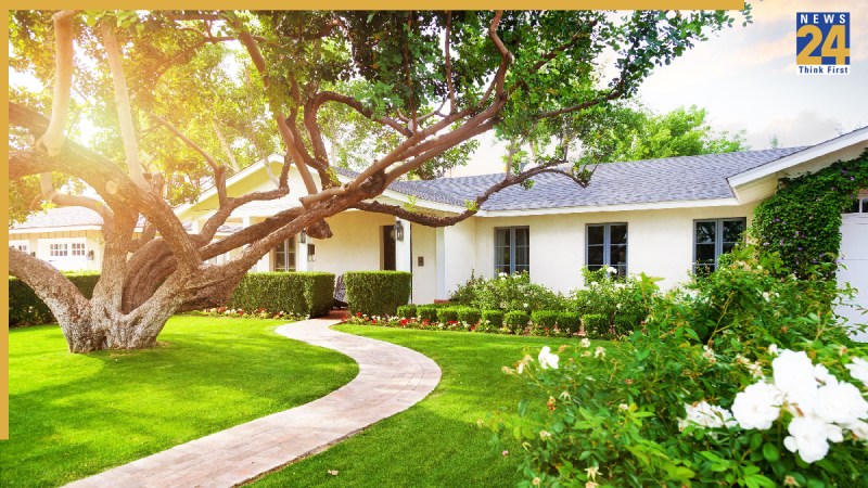 unlucky tree near home unlucky-tree-near-home