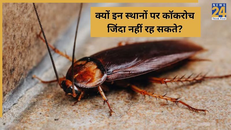 Places with no cockroaches Places with no cockroaches-1