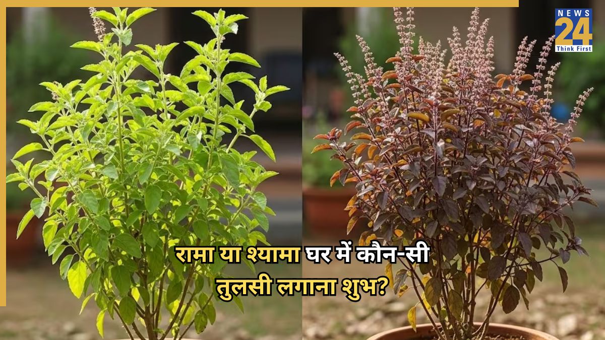 Tulis Rama Rama Rama or Shyama Tulsi: रामा या श्यामा घर में कौन-सी तुलसी लगाना होता है ...