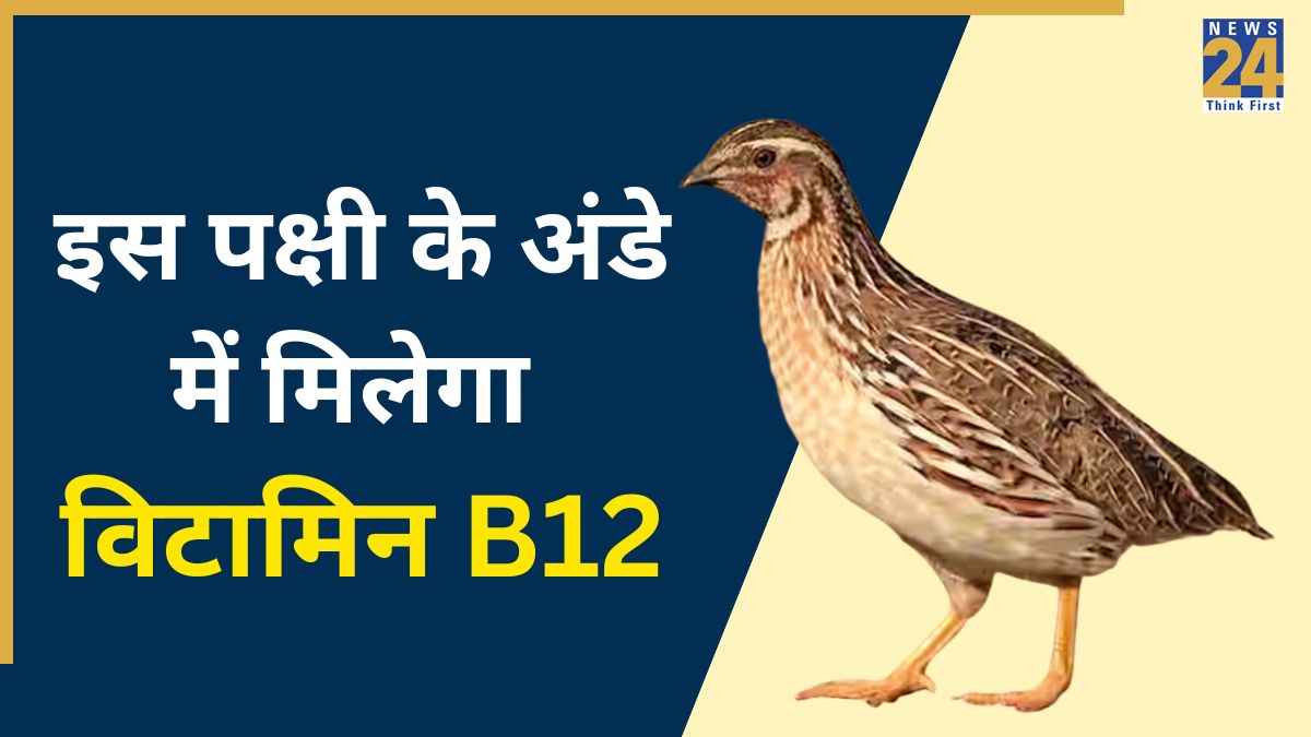 मुर्गी नहीं, सर्दियों में रोजाना खाएं इस पक्षी का अंडा, आज ही डाइट में यूं करें शामिल
