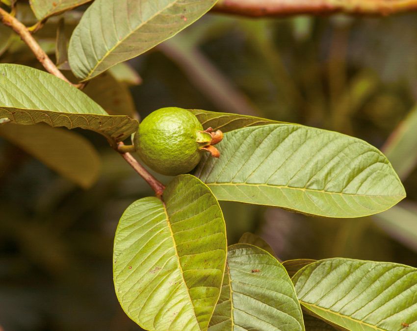 Guava Benefits Daily Guava Benefits Daily-1-2