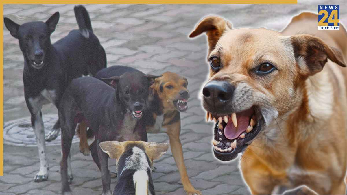 किसी की उंगली कर दी अलग, किसी का चीर डाला गाल : मुंबई में 24 घंटे में 16 लोगों को कुत्तों ने काटा