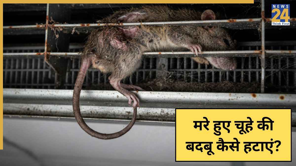 Dead rat smell