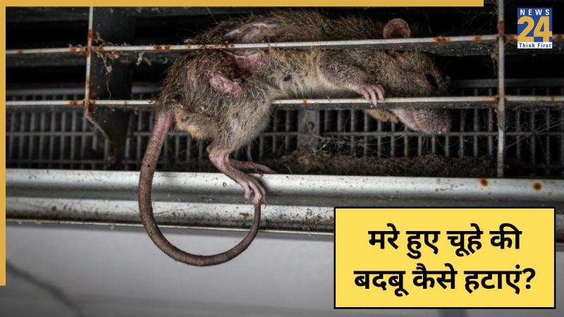 Dead rat smell Dead rat smell