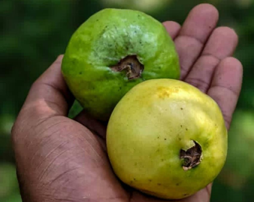 Guava Benefits Daily Guava Benefits Daily-1-2-3-4