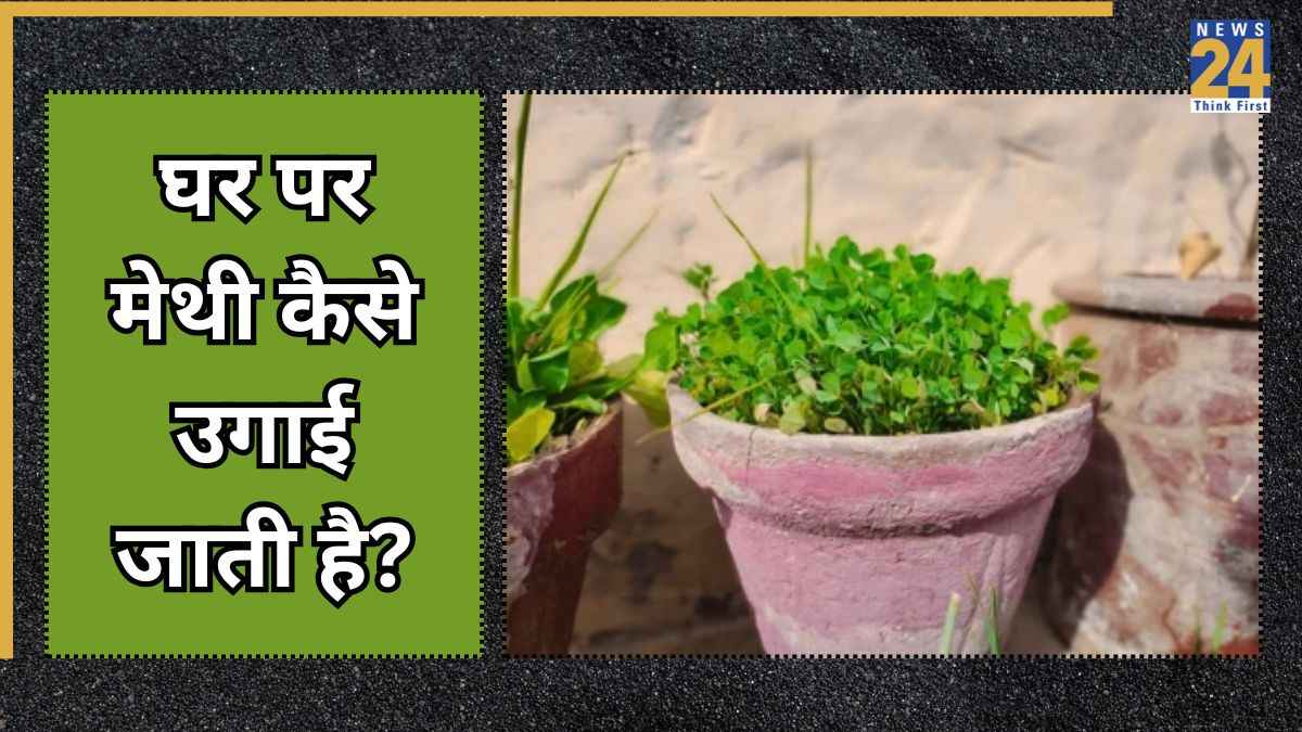 सर्दियों में छत पर लगाना चाहते हैं मेथी का पौधा? इन टिप्स को करें फॉलो, 10 दिन में ही आने लगेगा रिजल्ट