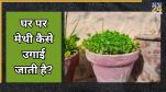How to water a methi plant