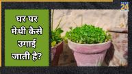 How to water a methi plant