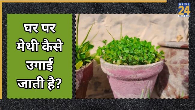 How to water a methi plant