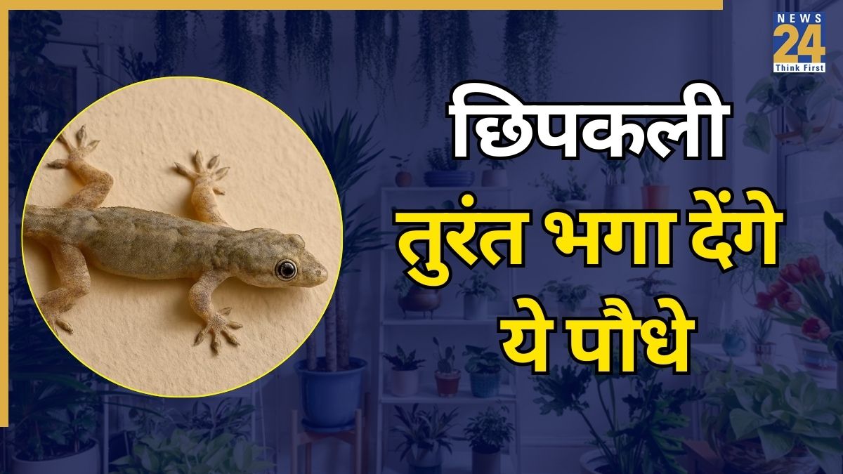 घर में लगाए ये पौधे, छिपकलियों से मिलेगा छुटकारा