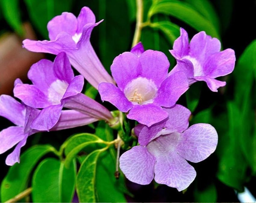 Does Plant Keep Lizards Away-1-2-3-4-5