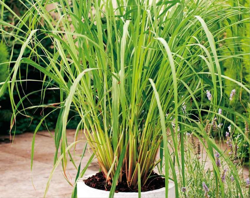 Does Plant Keep Lizards Away-1-2-3-4