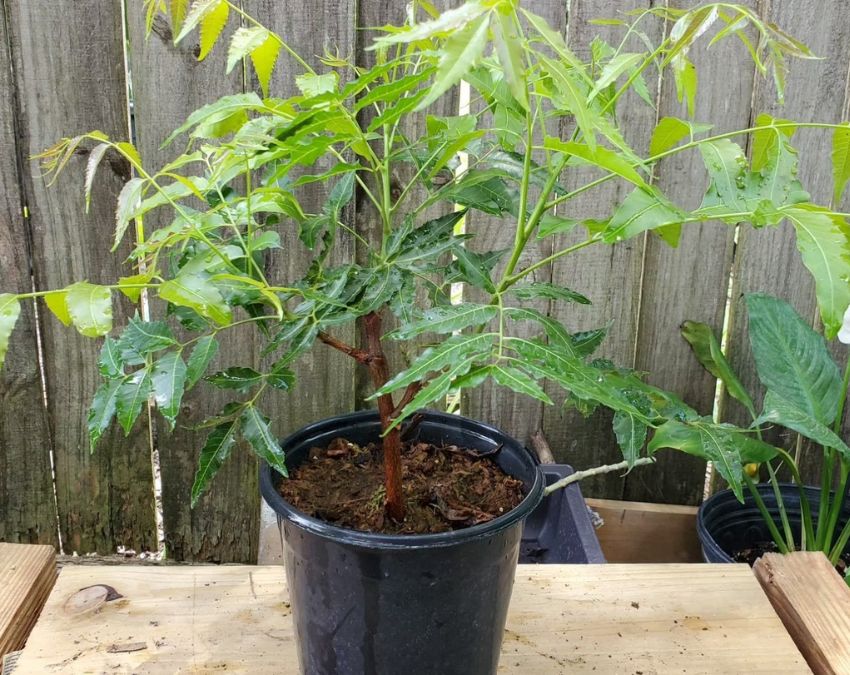 Does Plant Keep Lizards Away-1-2-3-4-5-6-7