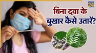 One Hour Fever Ayurvedic Neem And Giloy Leave