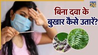 One Hour Fever Ayurvedic Neem And Giloy Leave