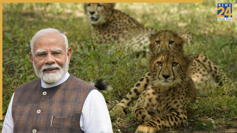 PM MODI international cheetah day | pm modi | kuno national park