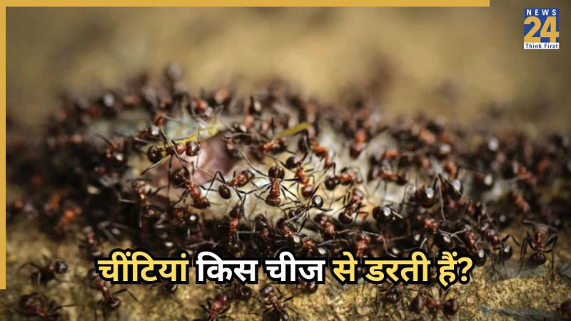 Paudhe Mein Chiti Hona Paudhe Mein Chiti Hona