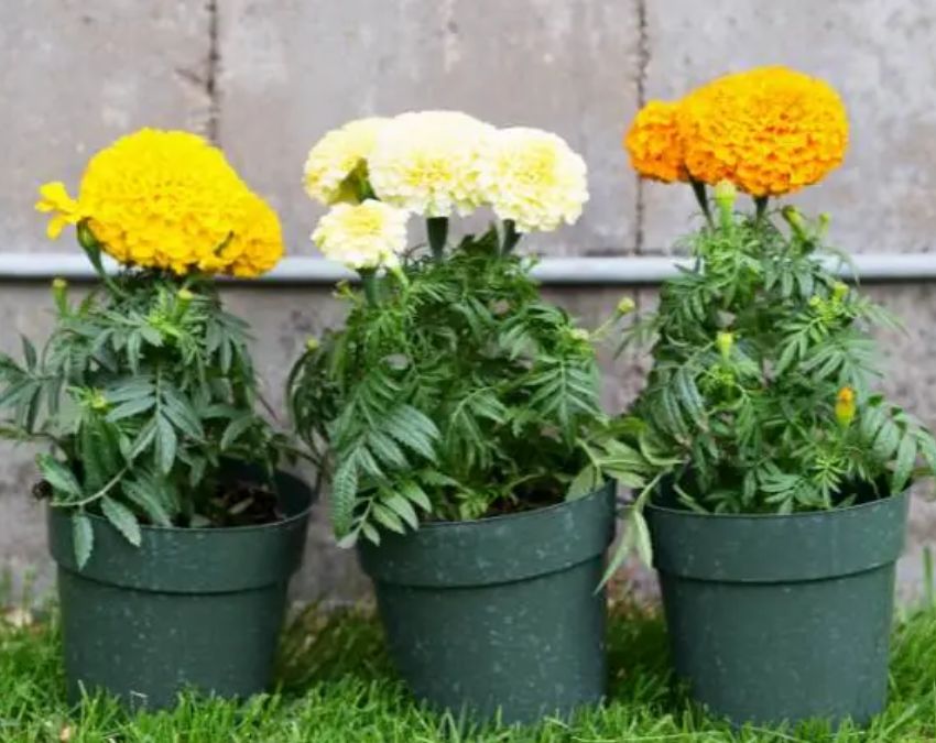 Does Plant Keep Lizards Away-1-2-3-4-5-6