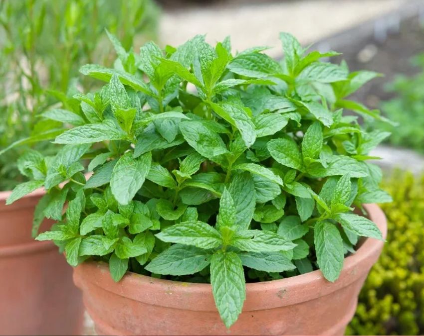 Does Plant Keep Lizards Away-1-2-3