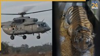 Tigeress Transfer by helicopter