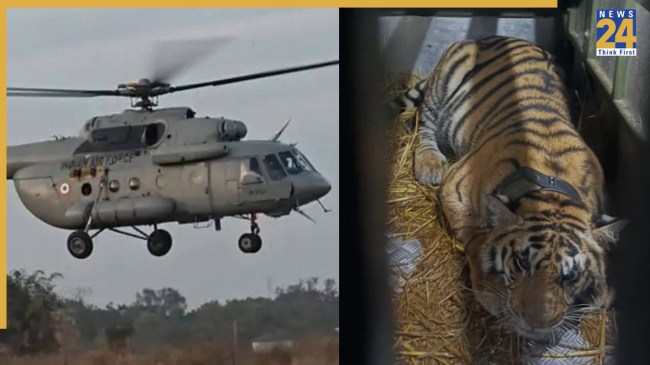 Tigeress Transfer by helicopter
