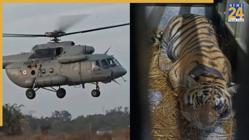 Tigeress Transfer by helicopter