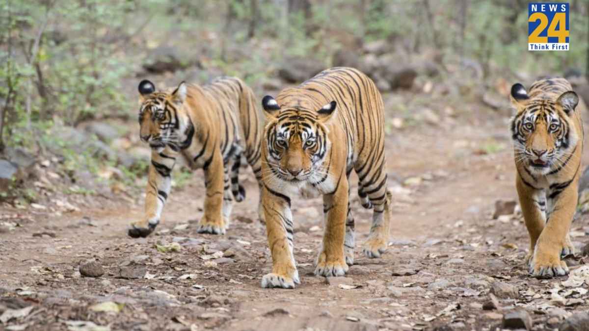 Tigers enter Gujarat