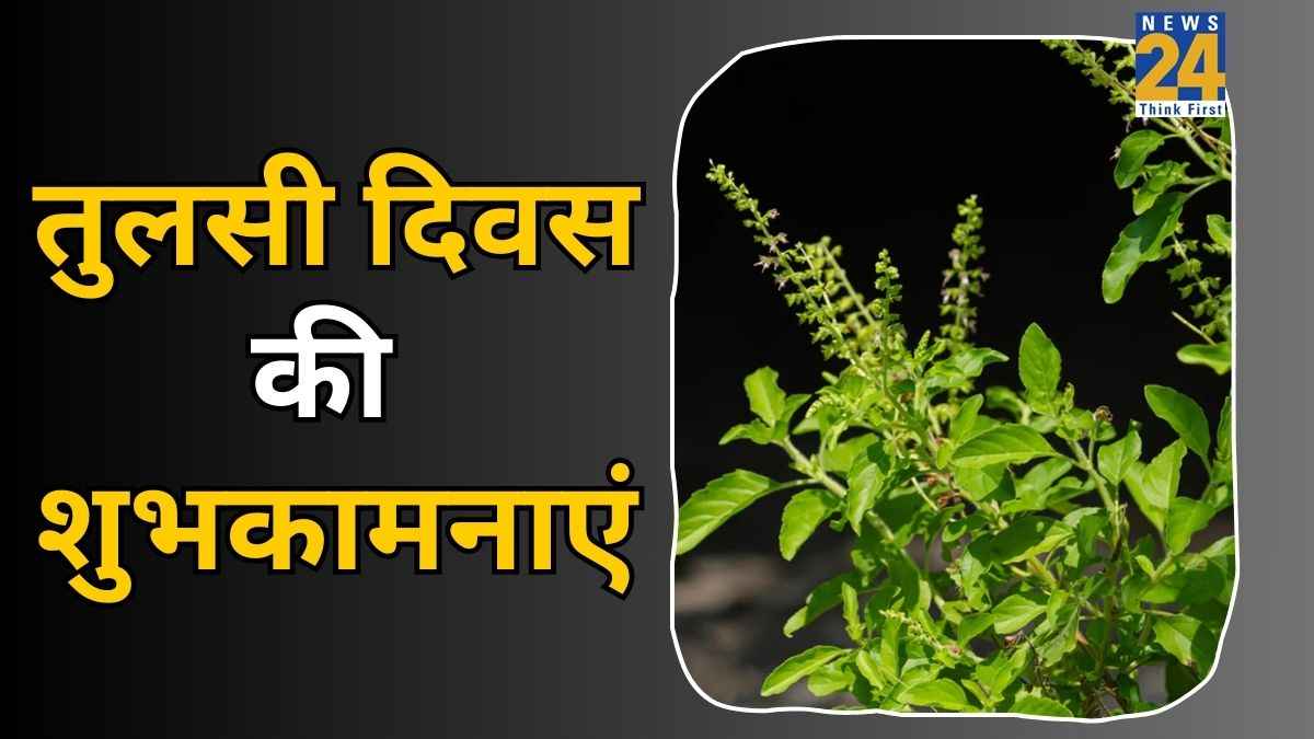 Tulsi Pujan Diwas 2025 Wishes: जिस घर में होती है तुलसी, वो घर स्वर्ग समान है... सभी को भेजिए तुलसी दिवस की ये खास शुभकामनाएं
