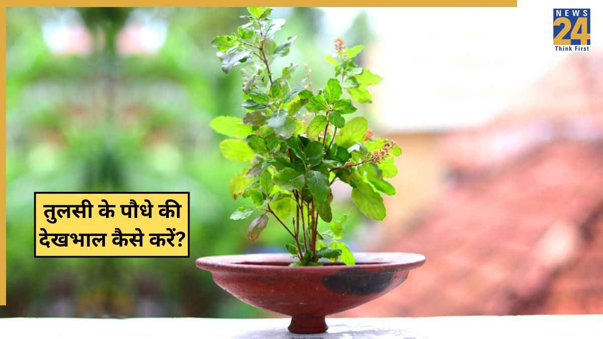 Tulsi Plant Keep Green