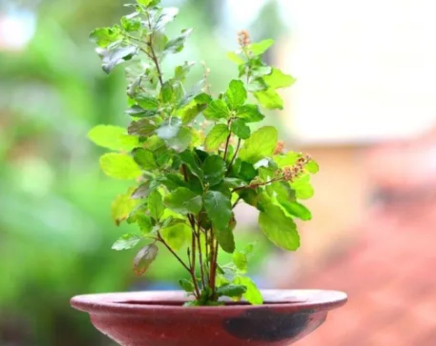 Does Plant Keep Lizards Away-1-2