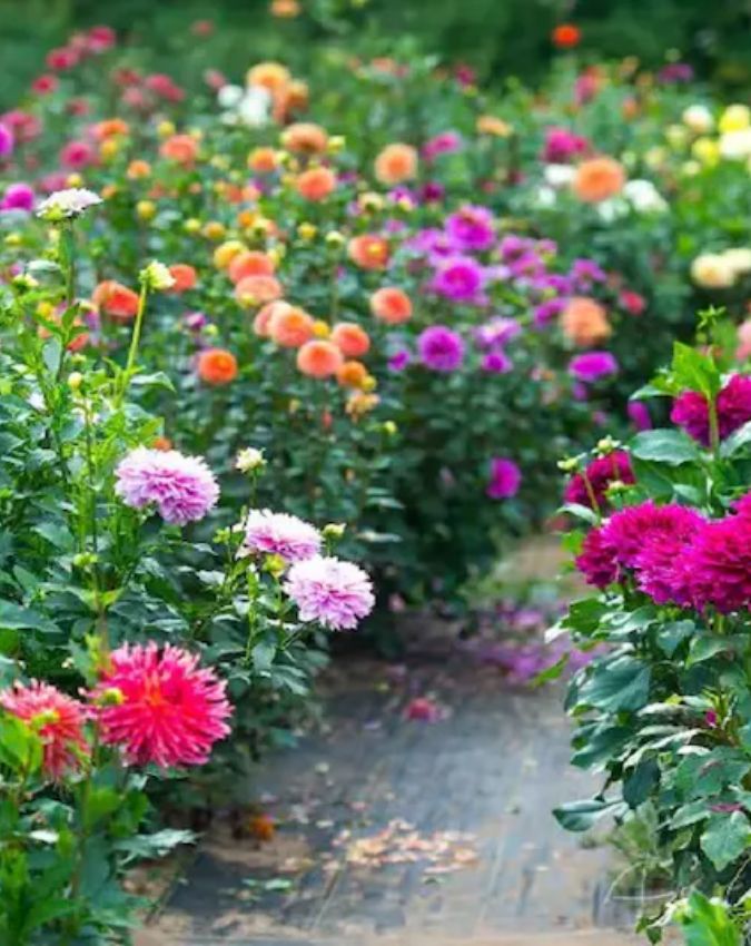 Swapna Shastra Swapna Shastra-1-2-3