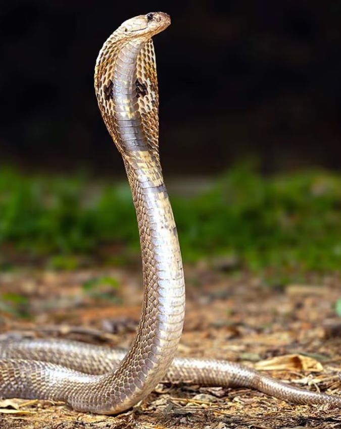 Swapna Shastra Swapna Shastra-1-2-3-4-5-6