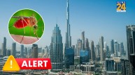 Mosquito Alert in Dubai