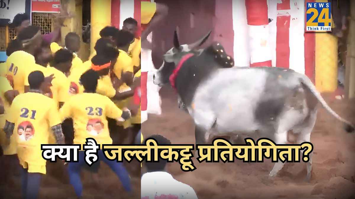 रोचक परंपरा: क्यों सांड पर काबू पाते हैं 1000 लोग? क्या है जल्लीकट्टू प्रतियोगिता