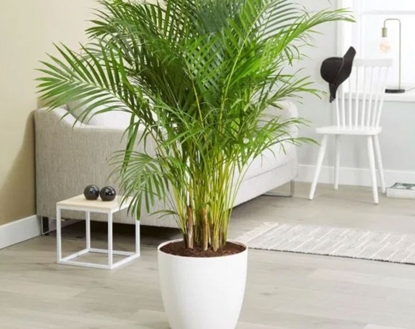 best winter plants for indoor pots-1-2-3-4