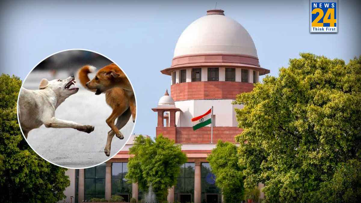 'हम कुत्तों से खुद सर्टिफिकेट लेकर चलने के लिए क्यों नहीं कह सकते'? स्ट्रे डॉग्स पर सुप्रीम कोर्ट की अहम टिप्पणी