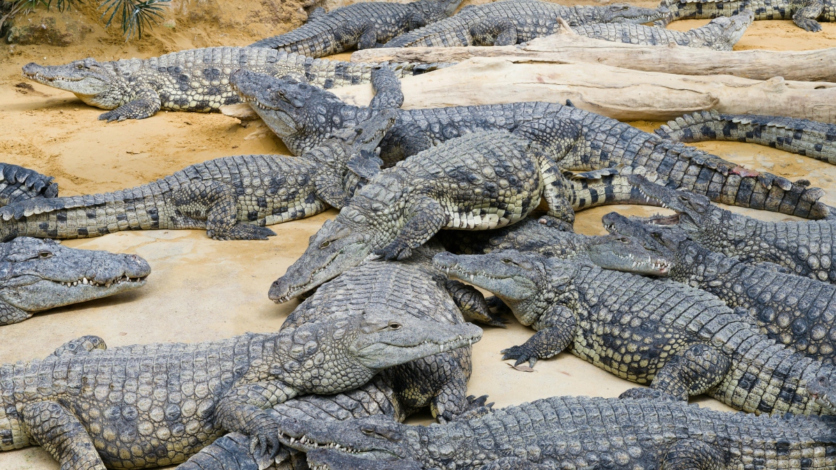 Most Dangerous River India-1-2