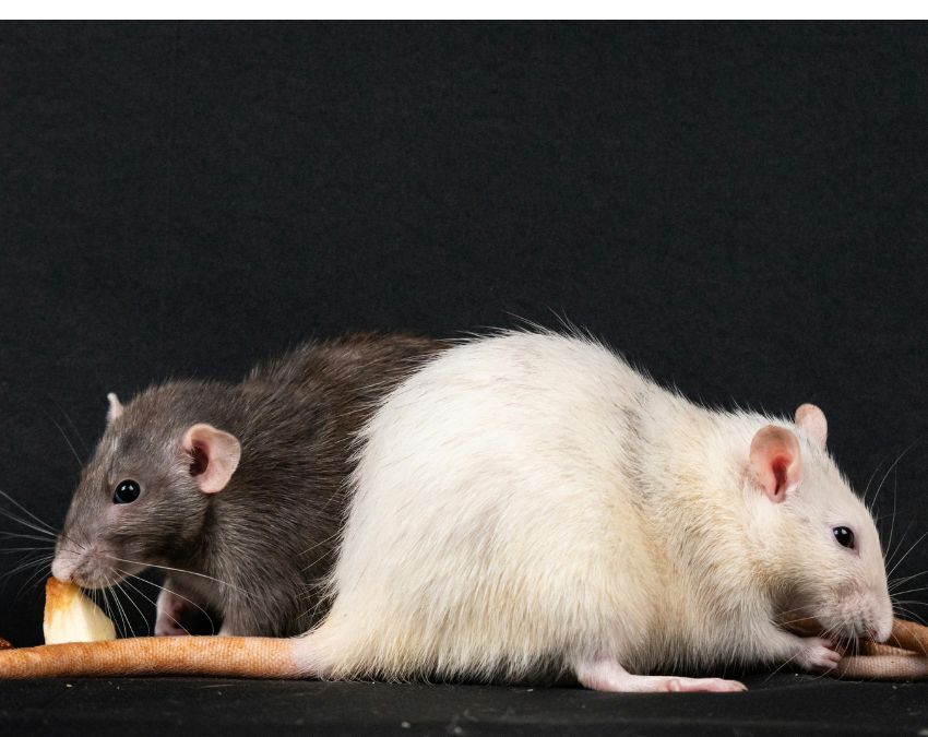 Rats Home Remedies-1-2-3-4-5-6