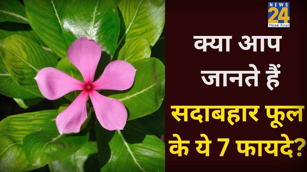 Sadabahar Phool