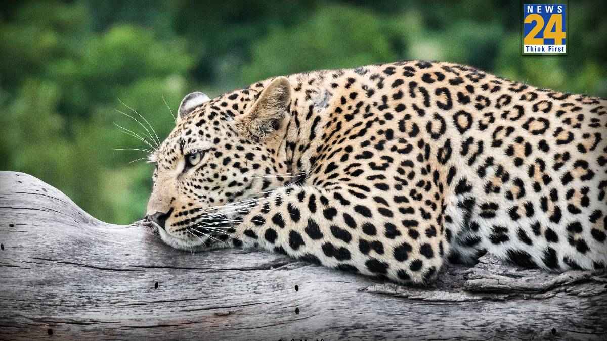 बेंगलुरु में 4 तेंदुओं की मौत, मृतकों में गर्भवती मादा भी शामिल, अवैध रॉक ब्लास्टिंग की चपेट में आने से गई जान