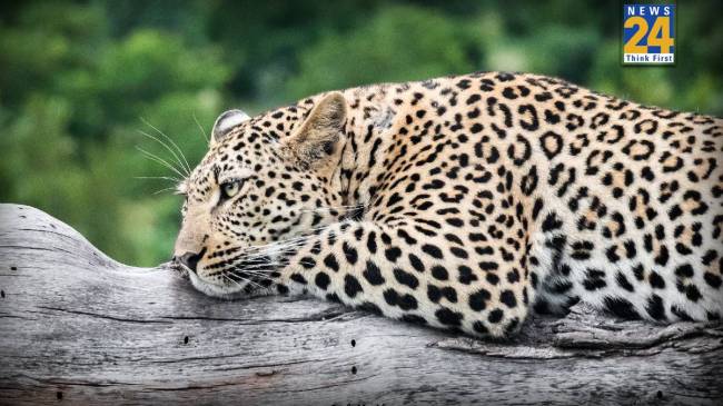 Female Leopard