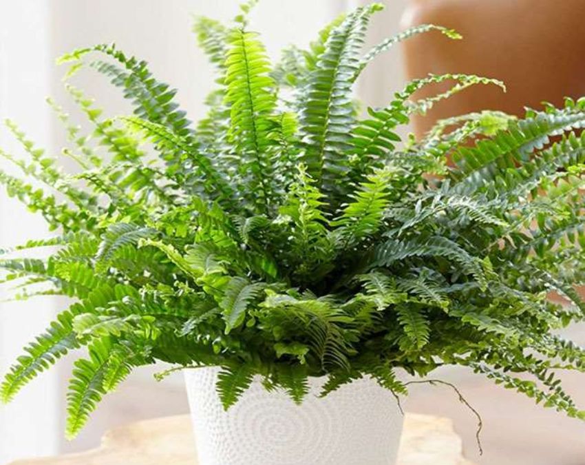 best winter plants for indoor pots-1-2
