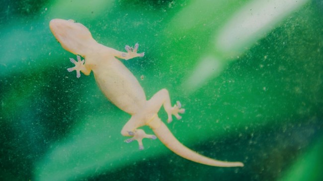 Lizard Bite Death-1-2-3-4-5-6-7