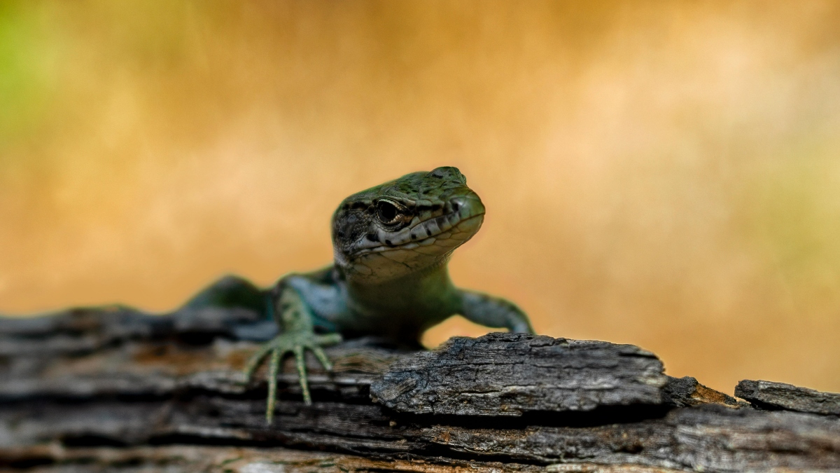 Lizard Bite Death-1-2-3