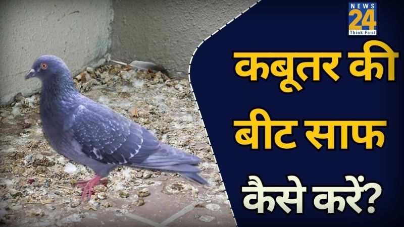 How To Clean Dry Pigeon Droppings