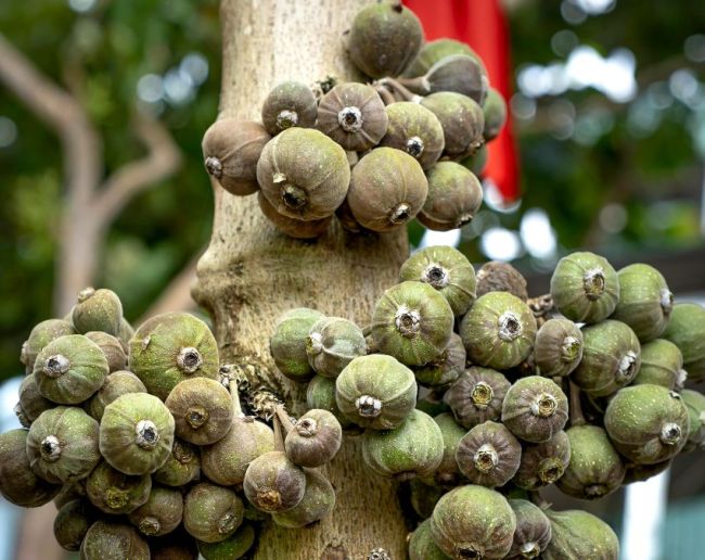 Who Should Not Eat Figs-1-2-3-4-5