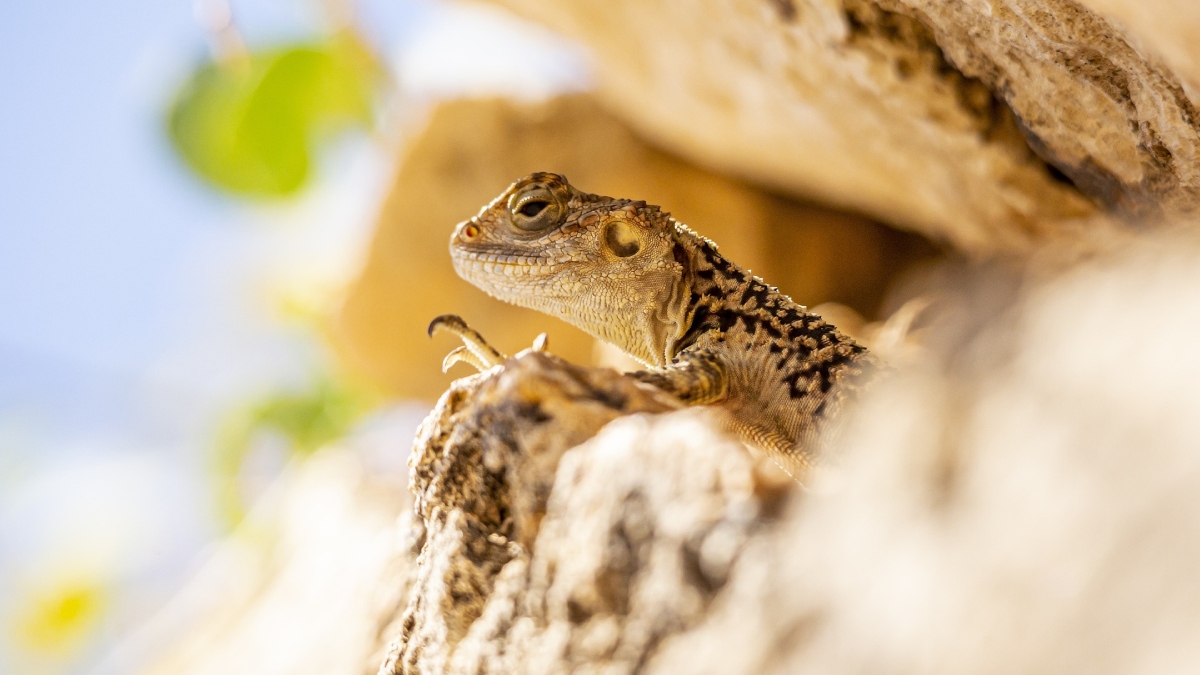 Lizard Bite Death-1-2