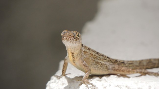 Lizard Bite Death-1-2-3-4-5-6