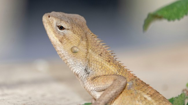 Lizard Bite Death-1-2-3-4-5