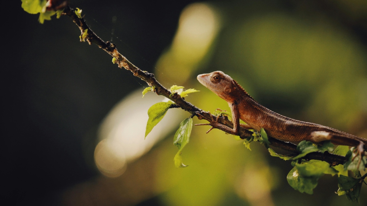 Lizard Bite Death-1-2-3-4